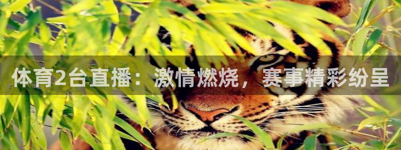 体育2台直播：激情燃烧，赛事精彩纷呈